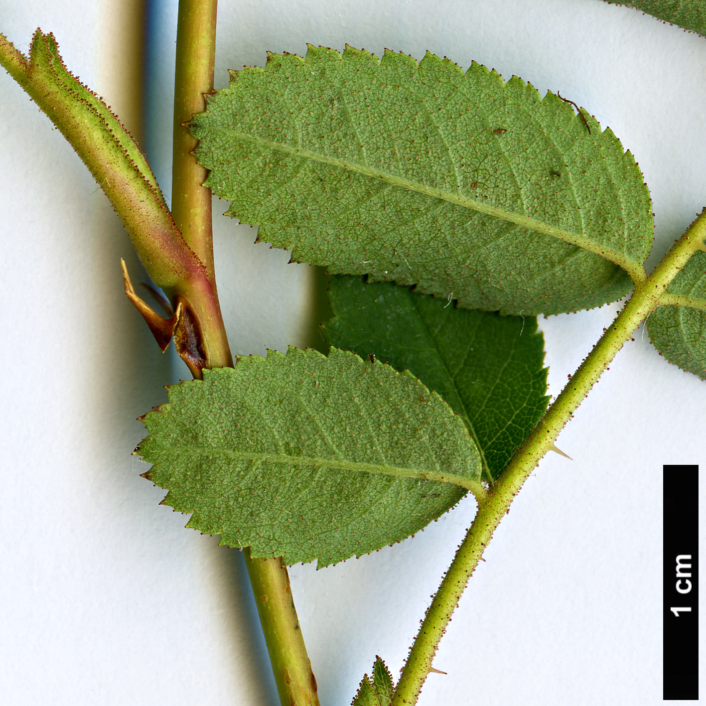 High resolution image: Family: Rosaceae - Genus: Rosa - Taxon: nutkana - SpeciesSub: var. nutkana High resolution image: Family: Rosaceae - Genus: Rosa - Taxon: nutkana - SpeciesSub: var. nutkana